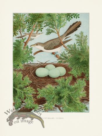 Thomas Gentry Bird 10